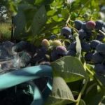 زغال اخته در برابر هر یخبندان مقاومت می کند: باغبان اسرار اصلی مراقبت از پاییز را فاش کرد زغال اخته در برابر هر یخبندان مقاومت می کند: باغبان